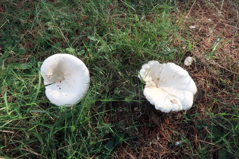 Aspropaxillus candidus 1 - IMG_7835